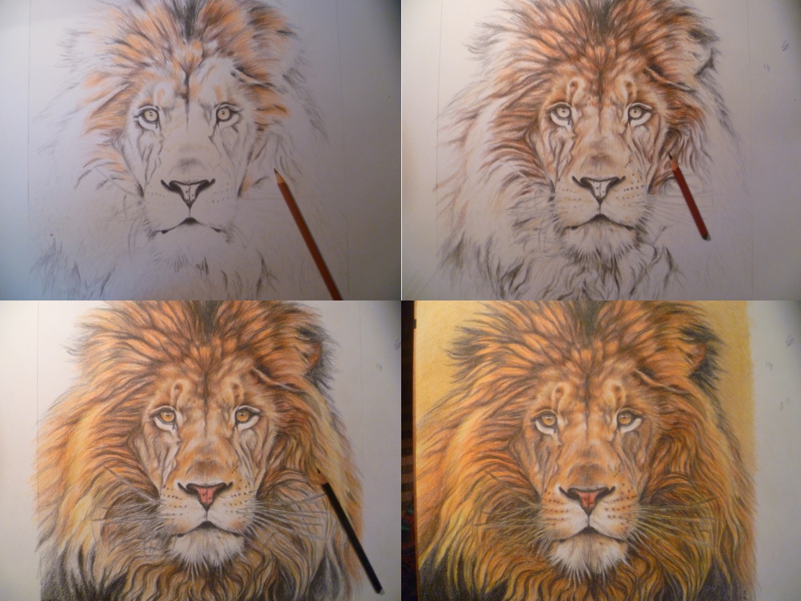 etapes du dessin lion