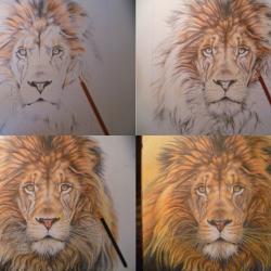etapes du dessin lion